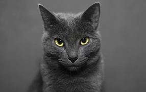 Британский кот на сером фоне