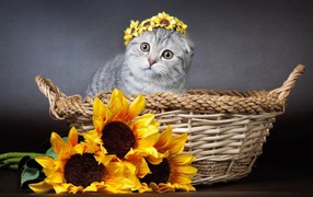 Котенок британец сидит в корзине с цветами