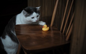 Кот с желтой резиновой уточкой на стуле