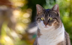 Любопытный взгляд зеленоглазого серого с белым кота