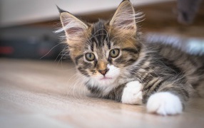 Дорогой породистый котенок мейн кун 