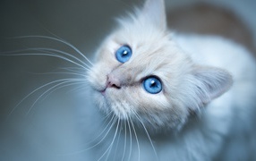 Выразительный взгляд красивой голубоглазой кошки