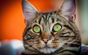 Забавная морда серого зеленоглазого кота