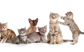 Забавные маленькие котята на белом фоне