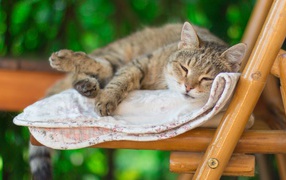 Серый кот спит на лавке