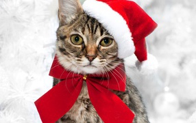Серый кот в новогодней шапке с красным бантом