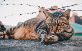 Серый кот лежит под колючей проволокой