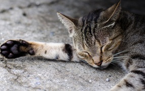 Спящий серый кот на асфальте