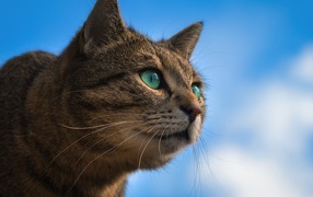 Серый зеленоглазый кот на фоне голубого неба