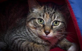 Серый зеленоглазый кот лежит под одеялом