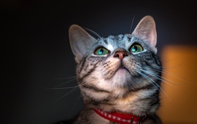 Серый зеленоглазый кот с ошейником 
