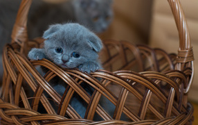 Маленький британский вислоухий котенок в корзине