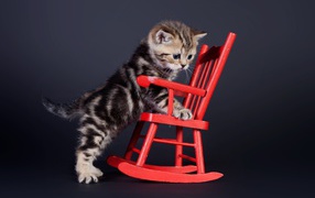 Маленький шотландский котенок на красном игрушечном кресле
