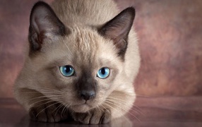 Маленький голубоглазый сиамский котенок