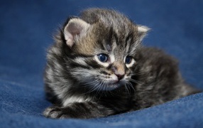 Маленький милый серый котенок крупным планом