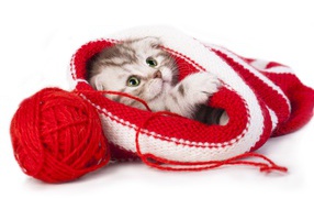 Маленький котенок спит в вязаной шапке