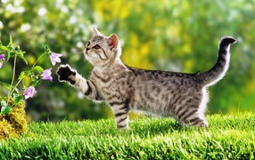 Маленький  котенок гуляет по зеленой траве