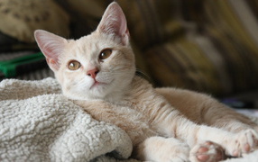 Маленький рыжий котенок лежит на теплой постели