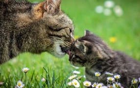 Мама кошка умывает серого котенка на зеленой траве