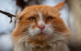 https://www.zastavki.com/pictures/286x180/2018Animals___Cats_Muzzle_of_a_beautiful_redhead_with_a_white_cat_close-up_127596_32.jpg