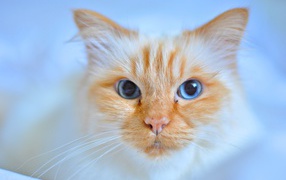 Морда рыжей голубоглазой кошки