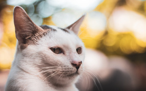 Морда белого кота крупным планом 