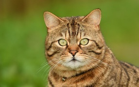 Морда породистого серого кота крупным планом 