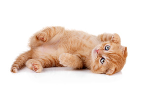 Породистый рыжий котенок на белом фоне