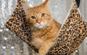 Рыжий красивый кот в гамаке 