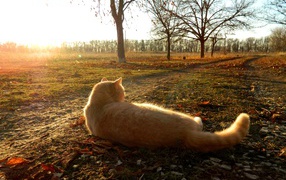 Рыжий кот лежит на земле в лучах осеннего солнца