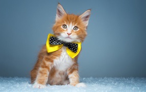 Рыжий котенок мейн кун с бабочкой на шее