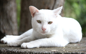 Грустный белый кот лежит на земле 