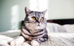 Шотландский кот лежит на кровати