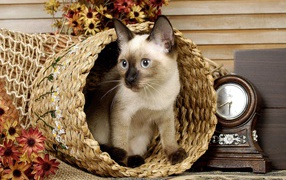 Сиамский голубоглазый кот сидит в корзине