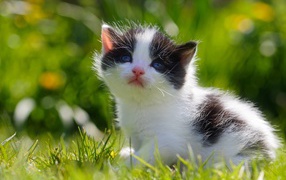 Маленький черно - белый котенок сидит в зеленой траве