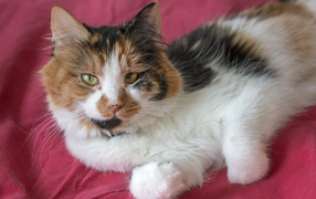 Трехцветная кошка лежит на розовом покрывале 