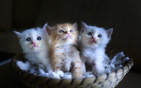 Три маленьких котенка в корзине