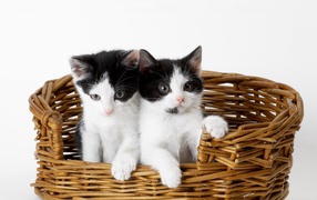 Два милых черно белых котенка в плетеной корзине на сером фоне