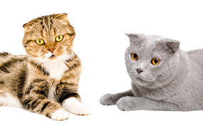 Два породистых вислоухих кота на белом фоне