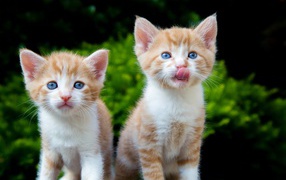 Два маленьких рыжих голубоглазых котенка