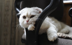 Белая шотландская вислоухая кошка лежит в кресле