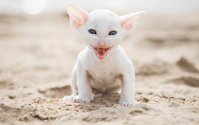 Белый маленький котенок породы Корниш-рекс