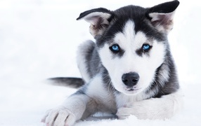 Голубоглазый щенок хаски лежит на снегу