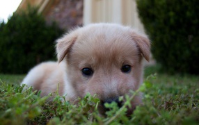 Маленький милый щенок лежит в зеленой траве