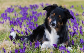 Собака породы бордер колли лежит на поле с фиолетовыми крокусами