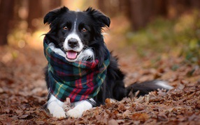 Собака породы бордер колли с шарфом лежит на сухой траве