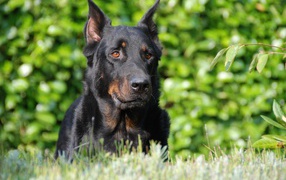 Собака породы босерон лежит на зеленой траве