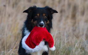 Собака с шапкой Санта Клауса в зубах 