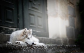 Верный породистый пес на ступенях у дома