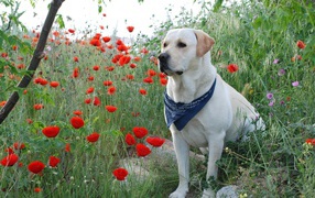 Золотистый ретривер с платком на шее сидит в красных маках